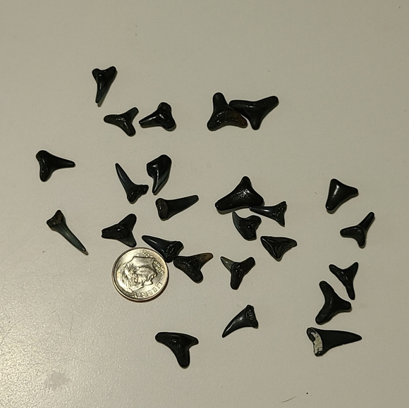 Fossilized Shaeks Teeth 25 - Picture 1 of 6